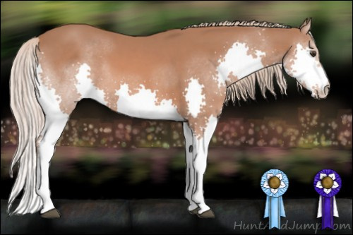 Horse Color: Liver Chestnut Splash 