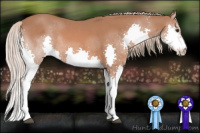 Horse Color:Liver Chestnut Splash 