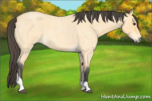 Horse Color:Buckskin Roan Tobiano