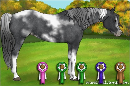 Horse Color: Unknown 