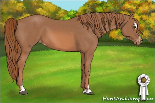 Horse Color: Chestnut Sabino Blanket 