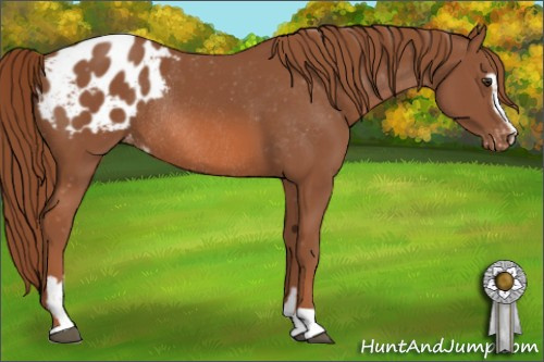 Horse Color: Liver Chestnut Sabino Blanket Rabicano 