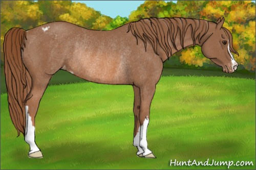 Horse Color: Liver Chestnut Varnish Rabicano 
