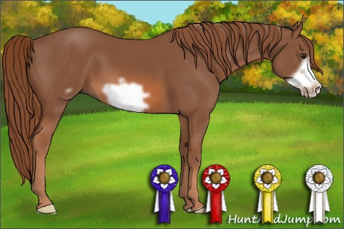 Horse Color: Liver Chestnut Frame 
