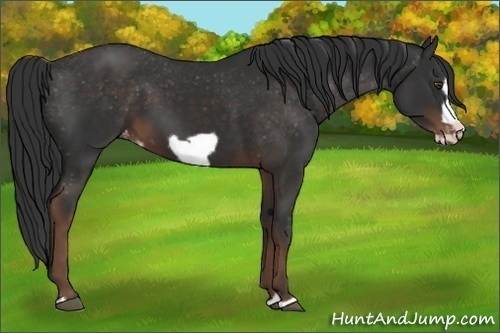 Horse Color: Liver Chestnut Frame Varnish 