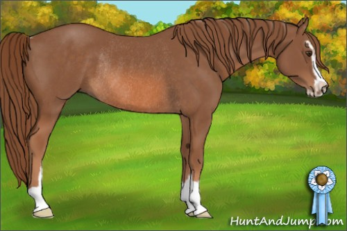 Horse Color: Chestnut Sabino Rabicano 