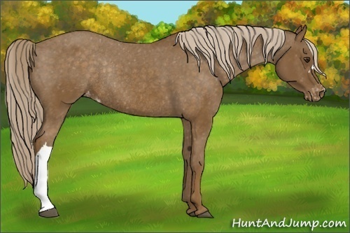 Horse Color: Chocolate Palomino Varnish Rabicano 