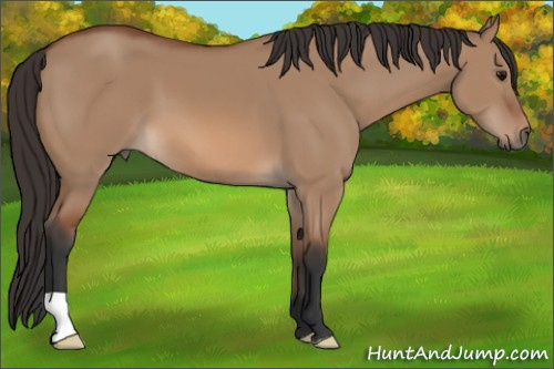 Horse Color:Bay Dun