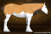 Horse Color:Buckskin Sabino Splash 