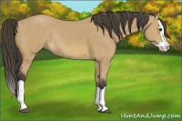 Horse Color:Buckskin Splash Rabicano 