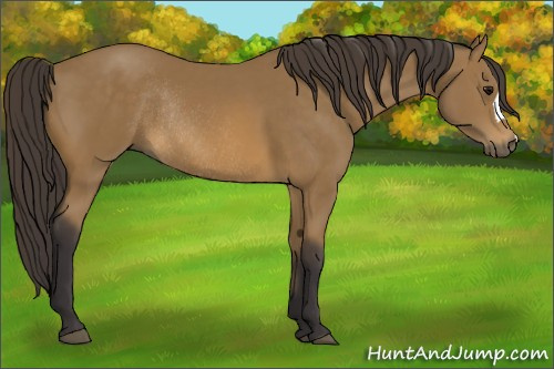 Horse Color: Buckskin Rabicano 