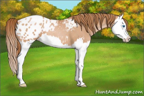 Horse Color: Bay Roan Pearl Splash Blanket 