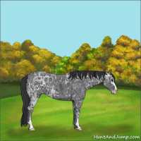Horse Color:Black Ice Sabino 