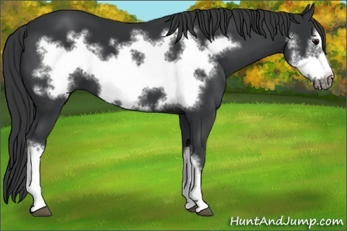Horse Color: Black Frame 