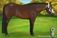 Horse Color:Gray Bay 