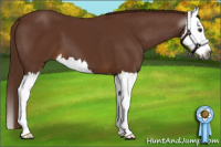 Horse Color:Gray Chestnut Splash 