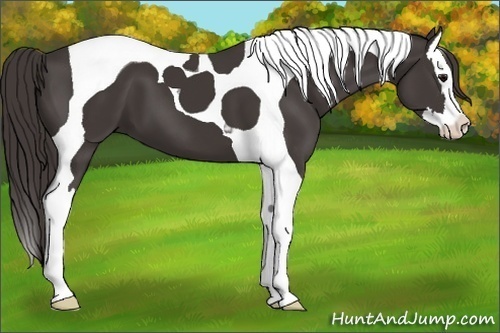 Horse Color: Smoky Black Splash Tobiano 
