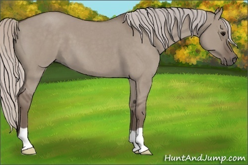 Horse Color: Silver Grullo Roan 