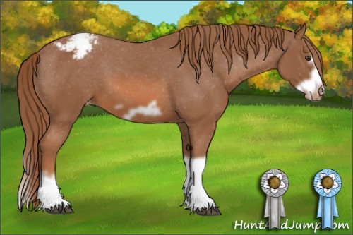 Horse Color: Unknown 