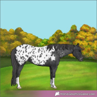 Horse Color:Black Near Leopard 