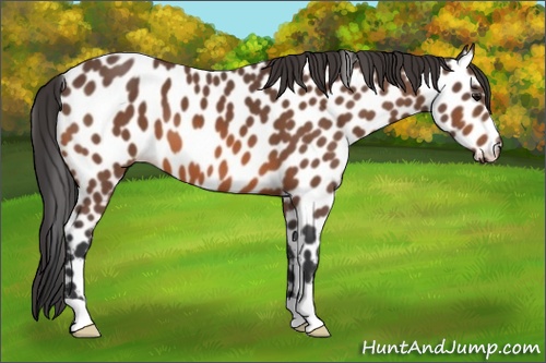 Horse Color: Bay Leopard 