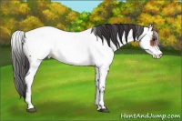 Horse Color:White Spotted Bay Near Fewspot 