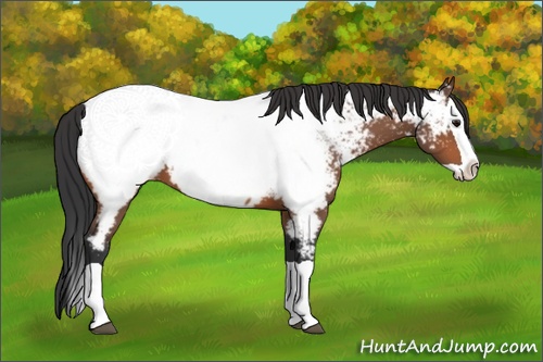 Horse Color: Bay Splash Near Fewspot 