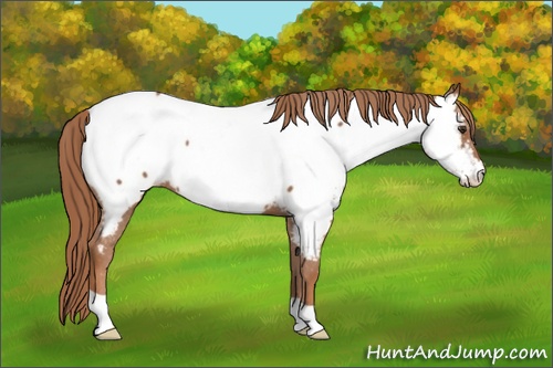 Horse Color: Chestnut Near Fewspot 