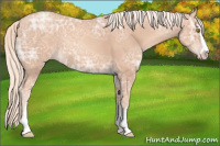 Horse Color:Gold Champagne Ice Sabino
