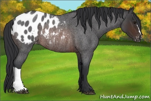 Horse Color: Brown Roan Blanket Rabicano 