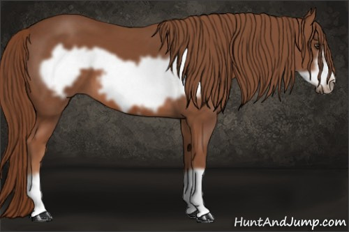 Horse Color: Liver Chestnut Frame 