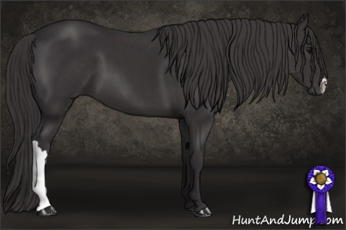 Horse Color: Buckskin 