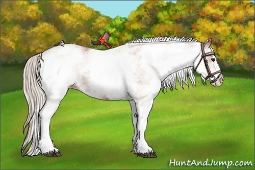 Horse Color: White Spotted Silver Bay 