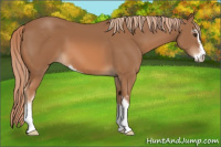 Horse Color:Chestnut Sabino