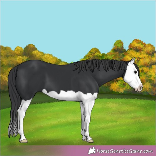 Horse Color: Unknown 