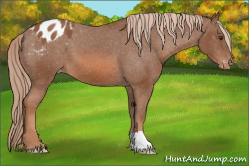 Horse Color: Liver Chestnut Blanket 