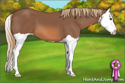 Horse Color: Liver Chestnut Splash 