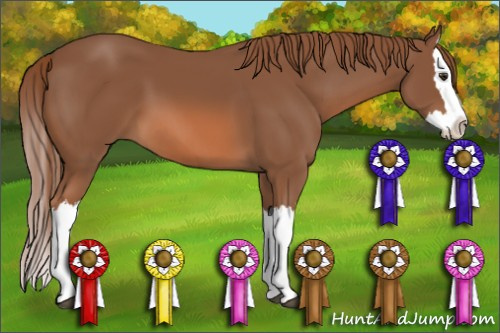 Horse Color: Chestnut Splash 