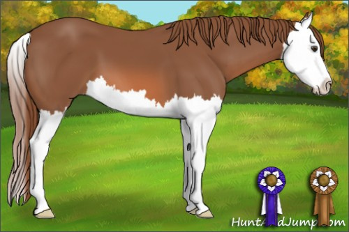 Horse Color: Chestnut Splash 
