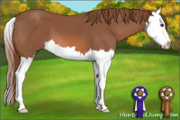 Horse Color:Chestnut Splash 