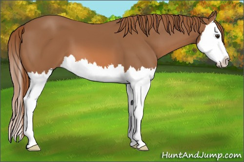 Horse Color: Chestnut Splash 