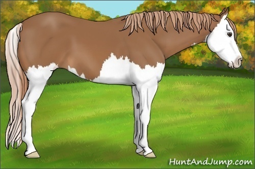 Horse Color: Chestnut Splash 