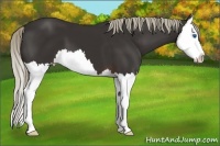 Horse Color:Liver Chestnut Splash 