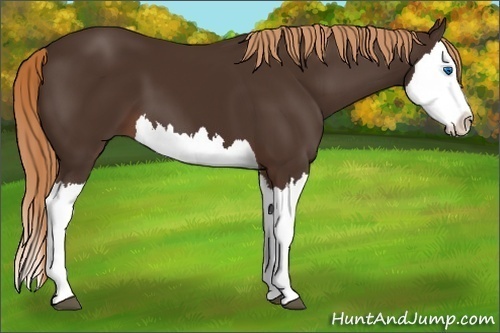 Horse Color: Liver Chestnut Splash 