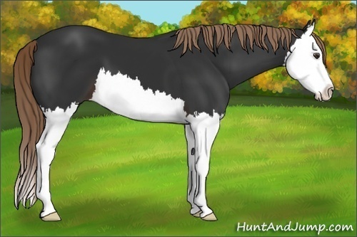 Horse Color: Liver Chestnut Splash 