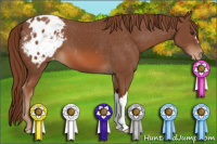 Horse Color:Liver Chestnut Appaloosa 