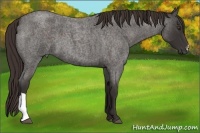Horse Color:Liver Red Roan 