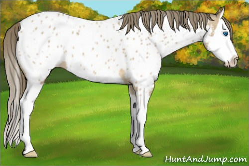 Horse Color: Buckskin Splash Near Leopard 