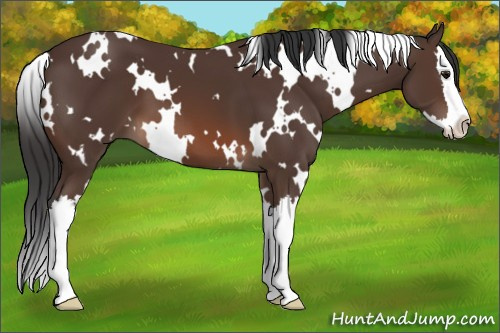 Horse Color: White Spotted Brown Splash 