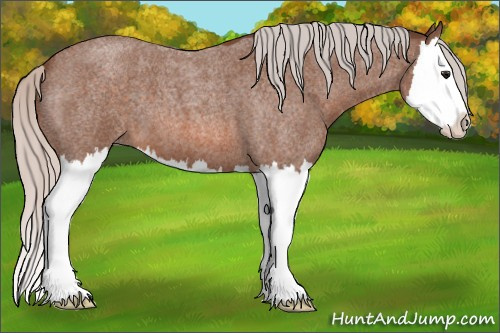 Horse Color: Silver Bay Roan Splash 